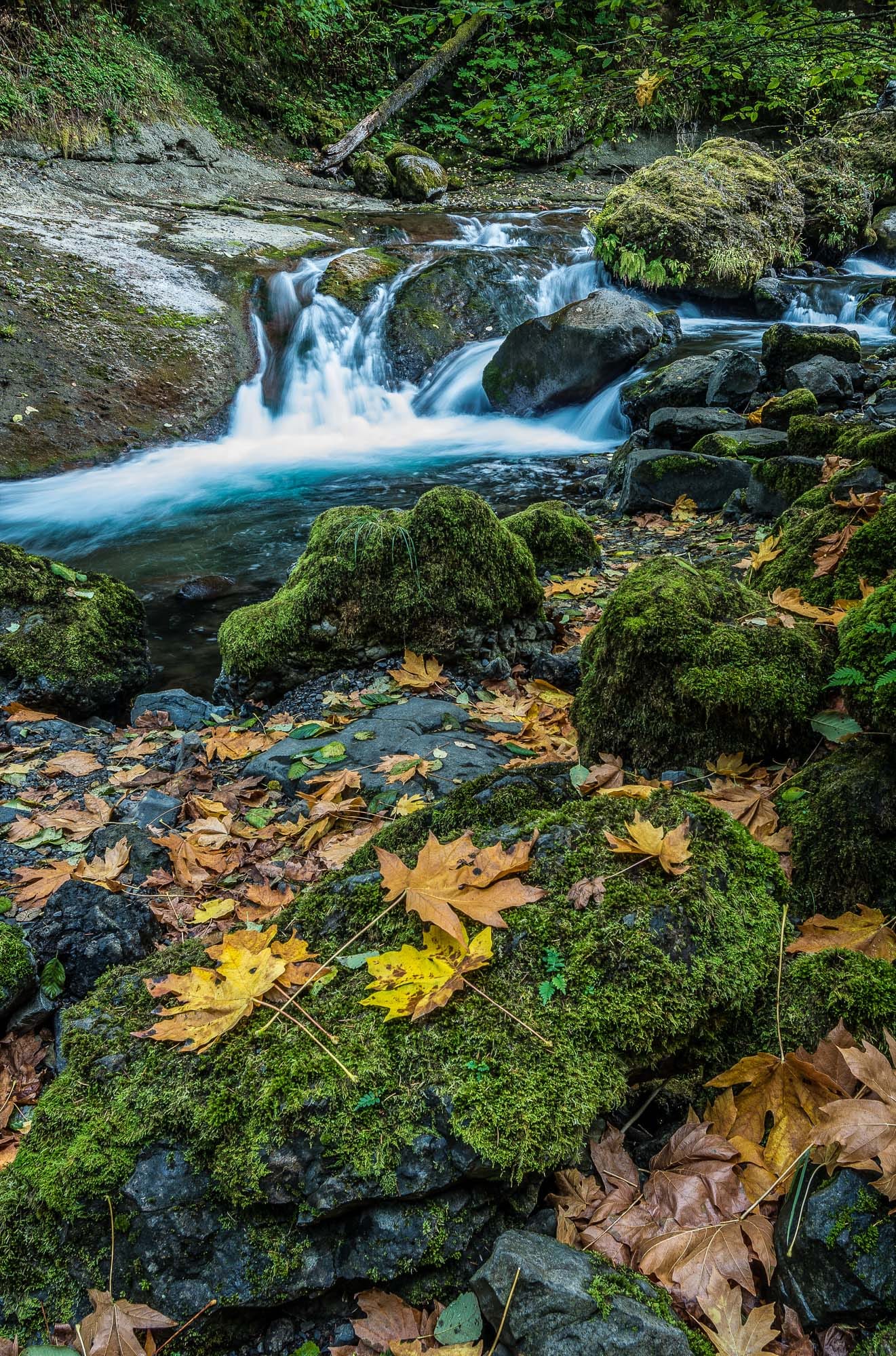 First signs of fall on Wahclella Falls trail