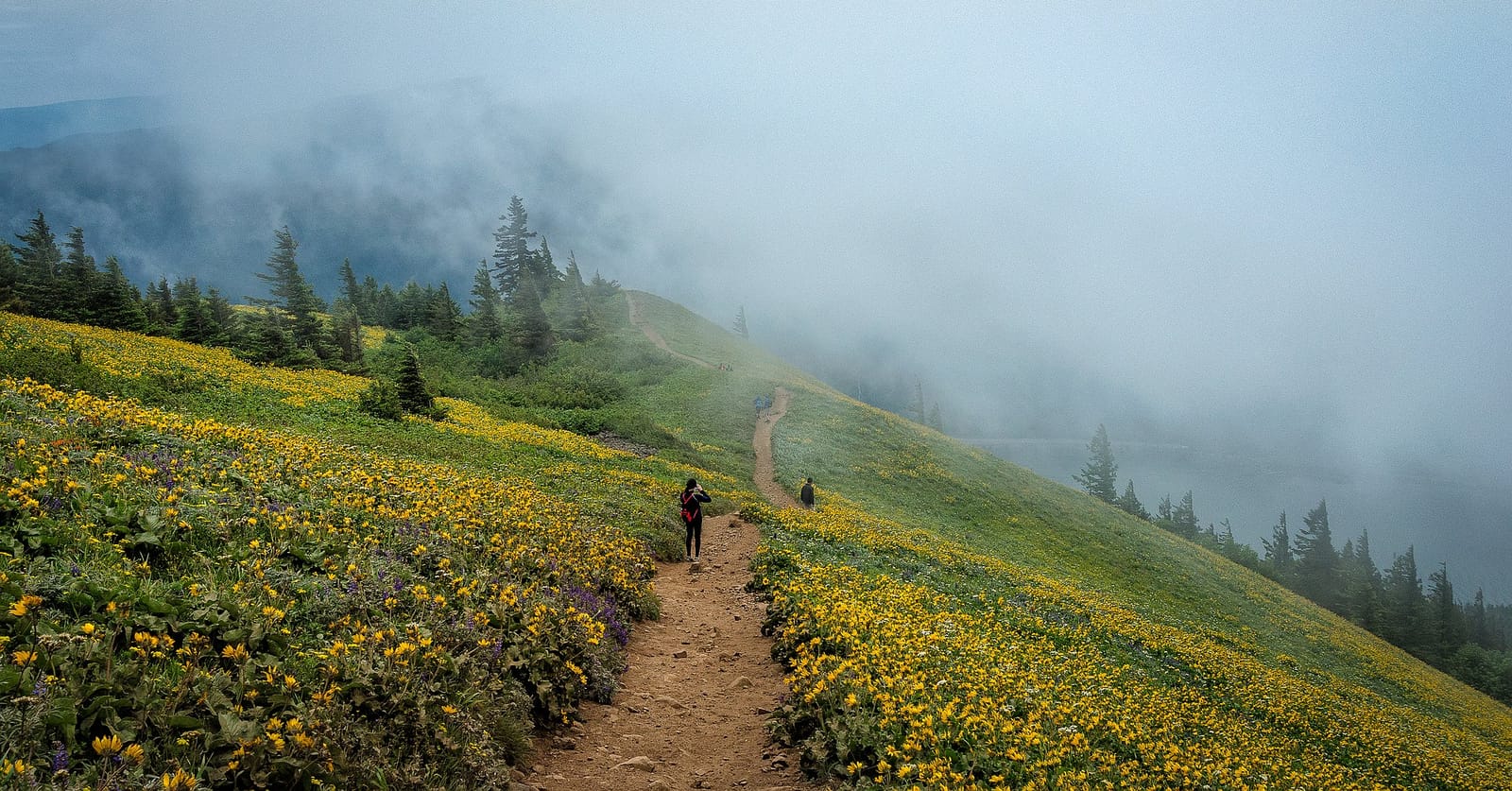 Foggy Dog Mountain