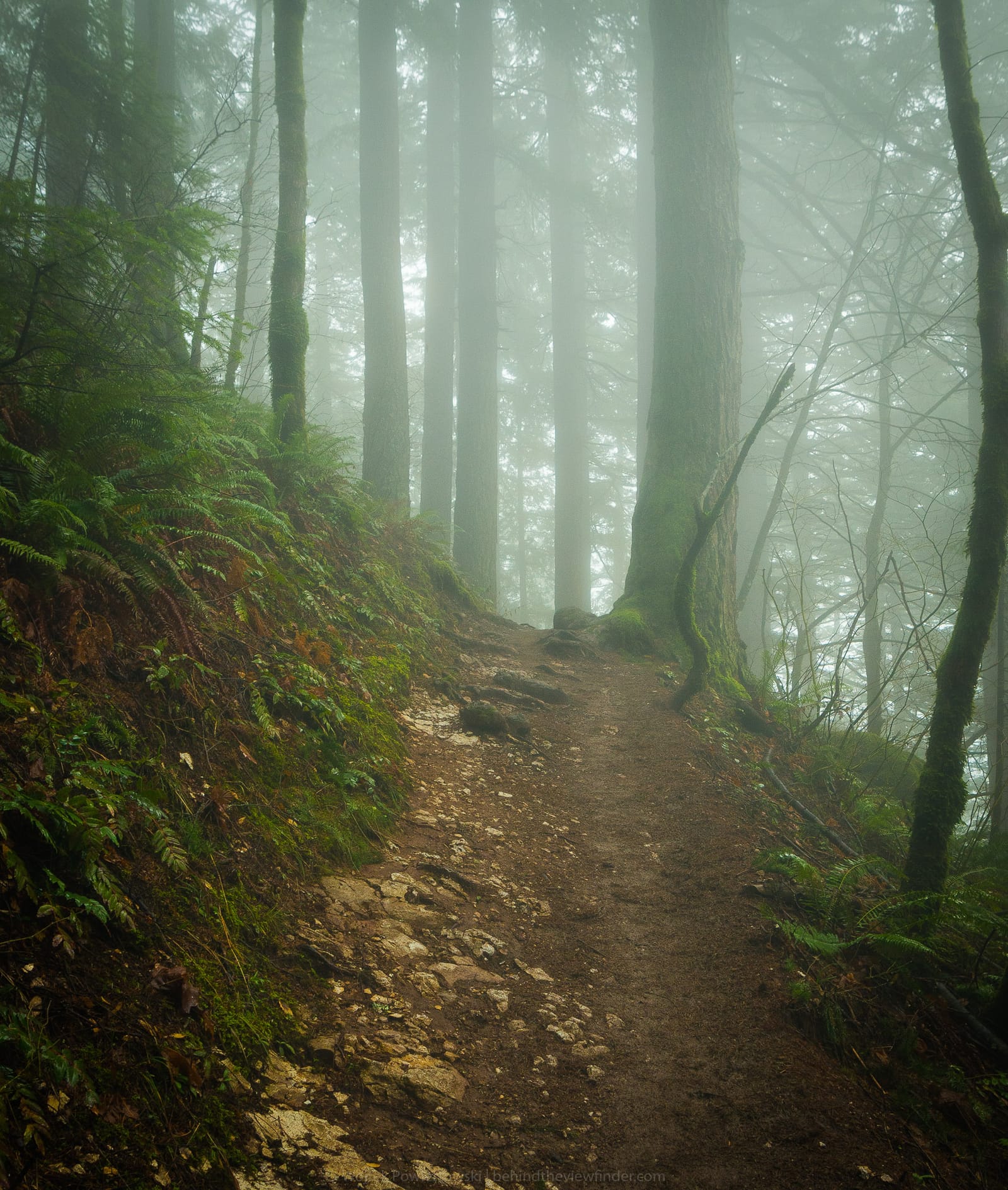 Into the forest I go...