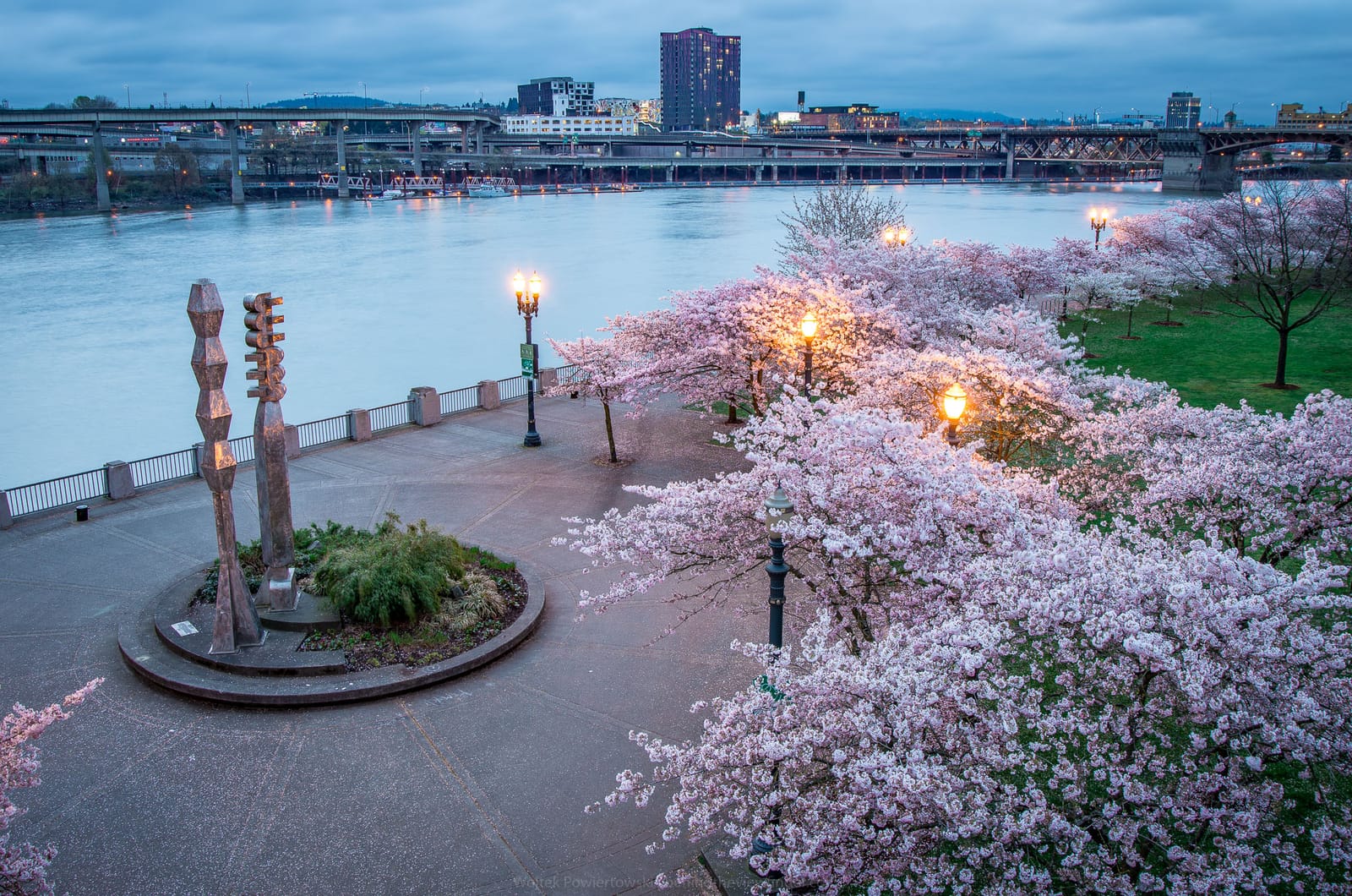 Cherry Blossom