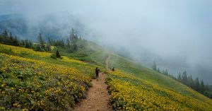 Foggy Dog Mountain